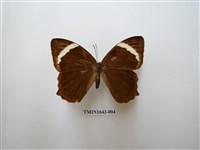 藏品(台灣黛眼蝶)的圖片